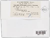 Doassansia sagittariae image
