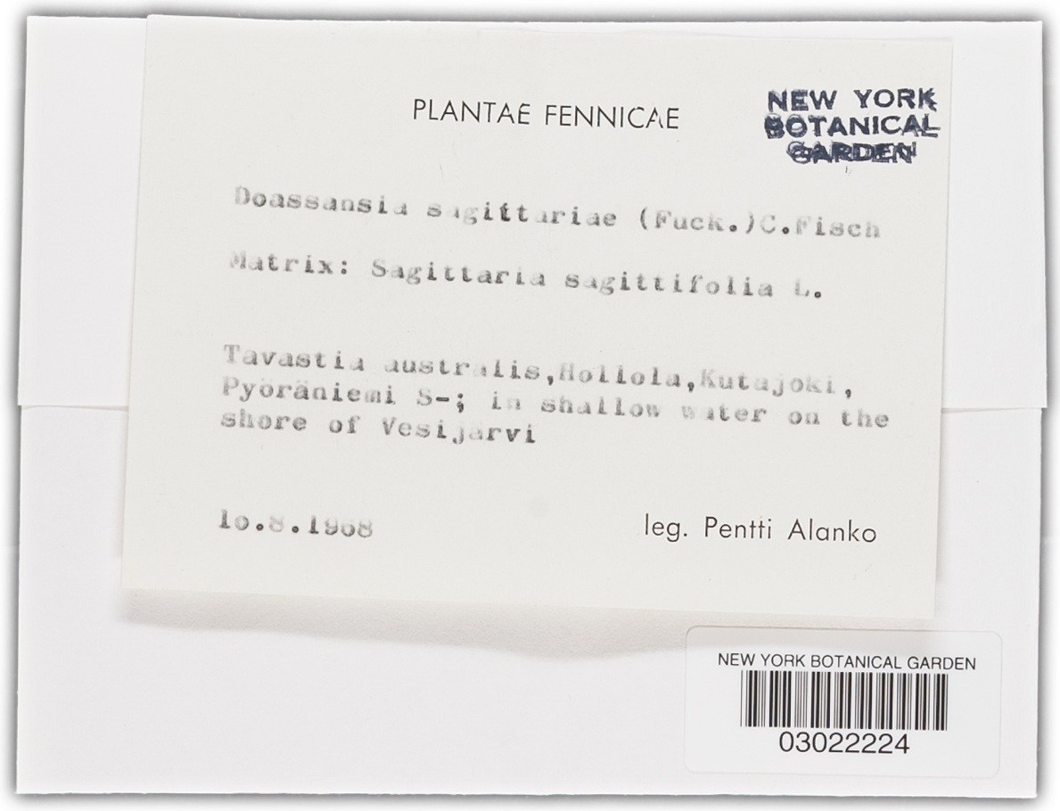 Doassansia sagittariae image