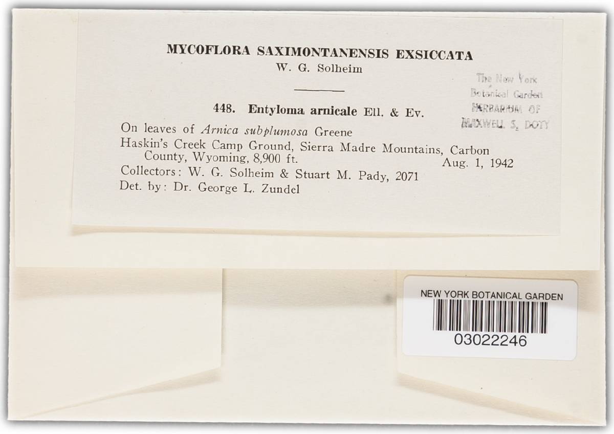 Entyloma arnicale image
