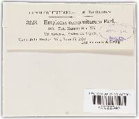 Entyloma compositarum image