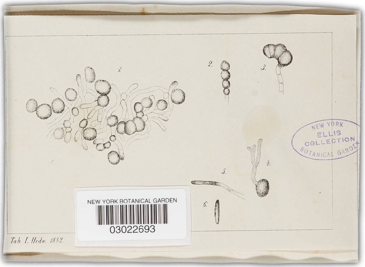 Entyloma helosciadii image