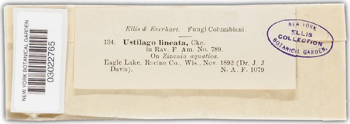 Eballistra lineata image