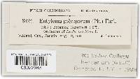 Entyloma polysporum image