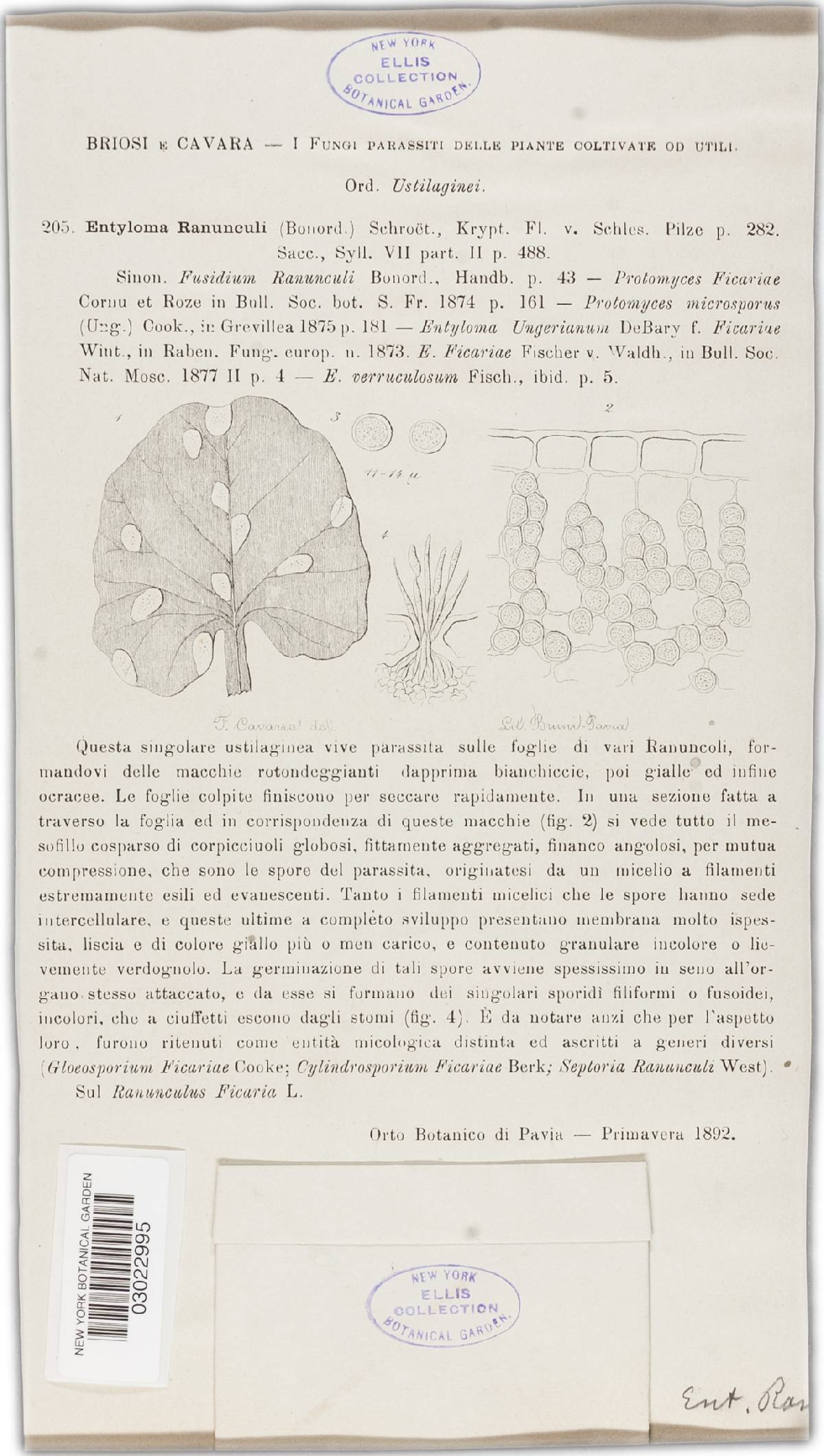 Entyloma ranunculi f. ranunculi image