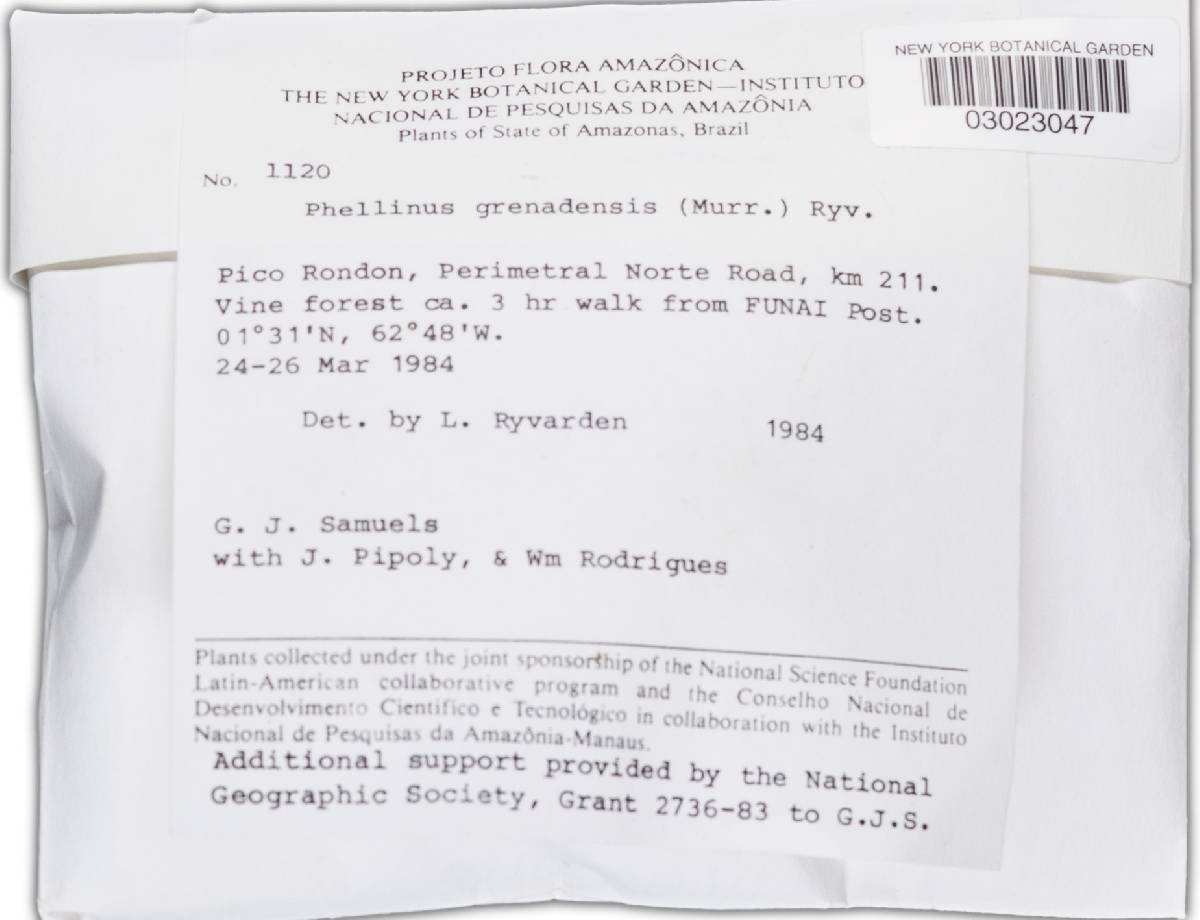 Phellinus grenadensis image