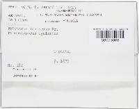 Phellinus igniarius image
