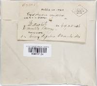 Phellinus igniarius image
