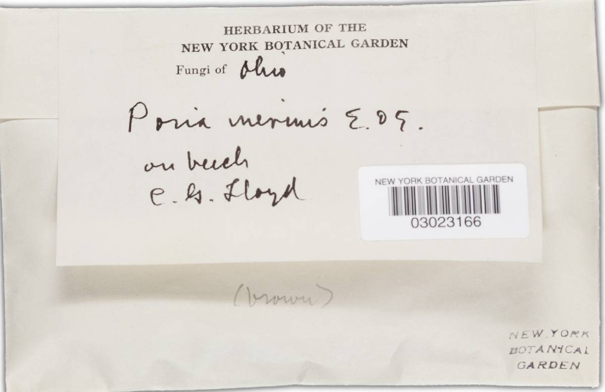 Fulvifomes inermis image