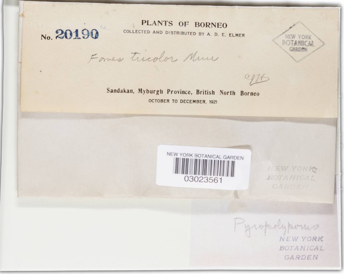 Phellinus tricolor image