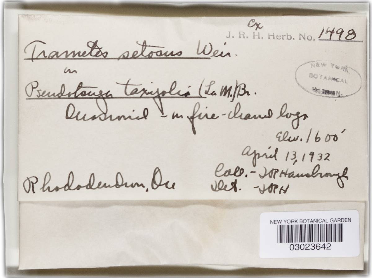 Phellinus viticola image