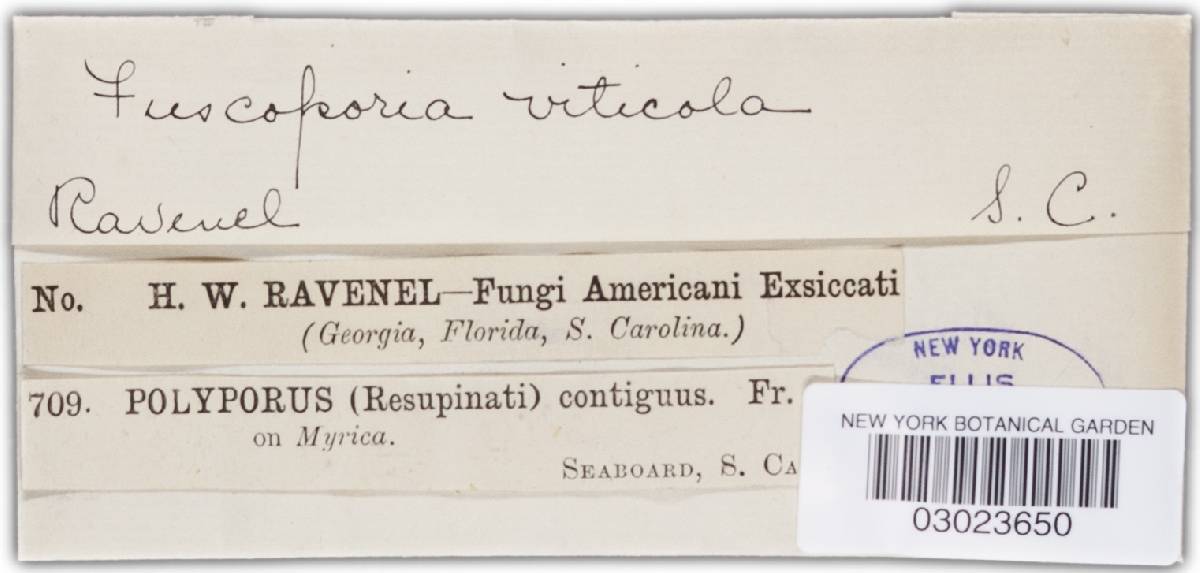 Phellinus viticola image