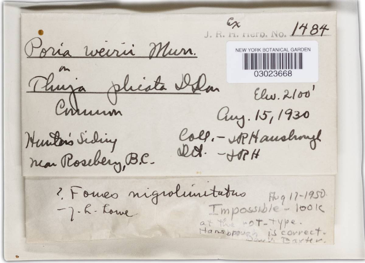 Phellinus weirii image