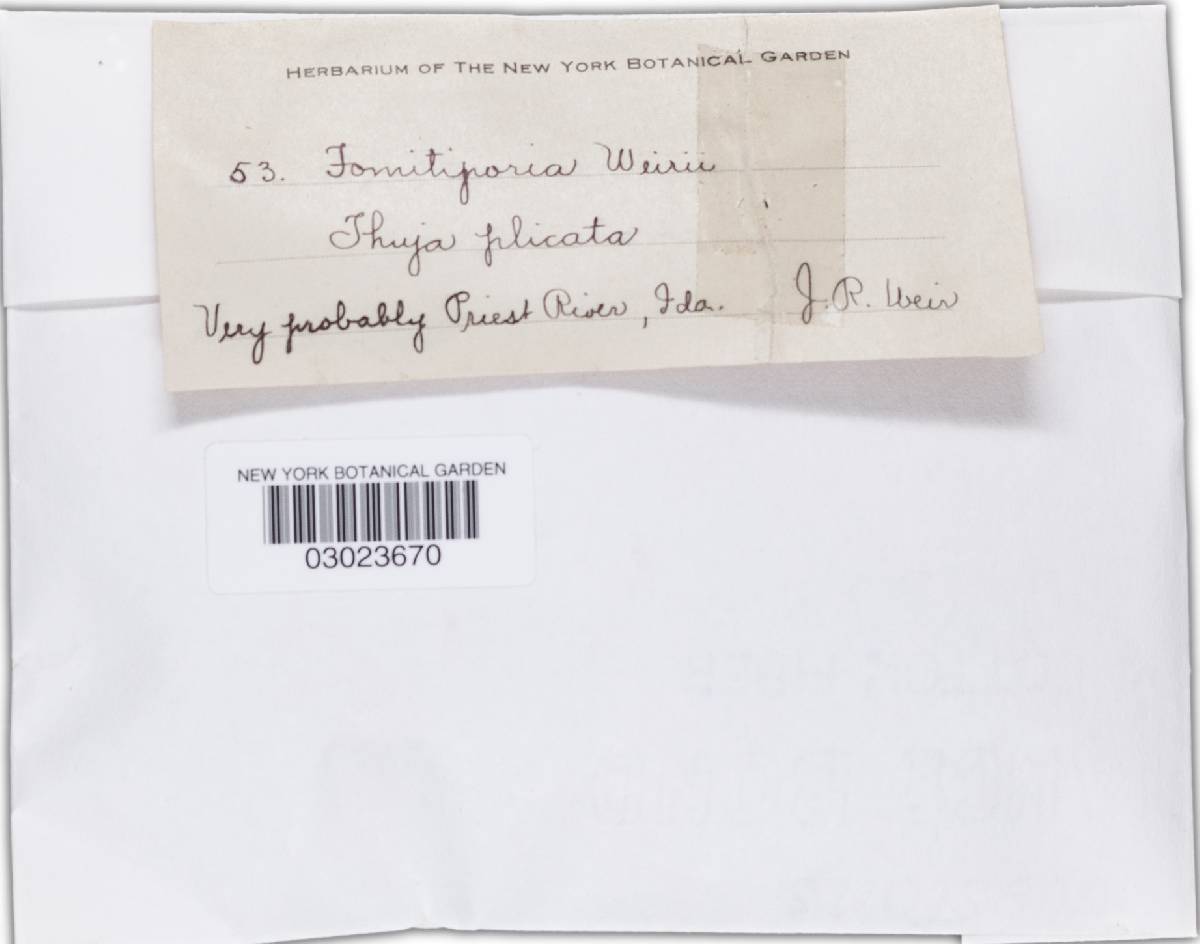 Phellinus weirii image