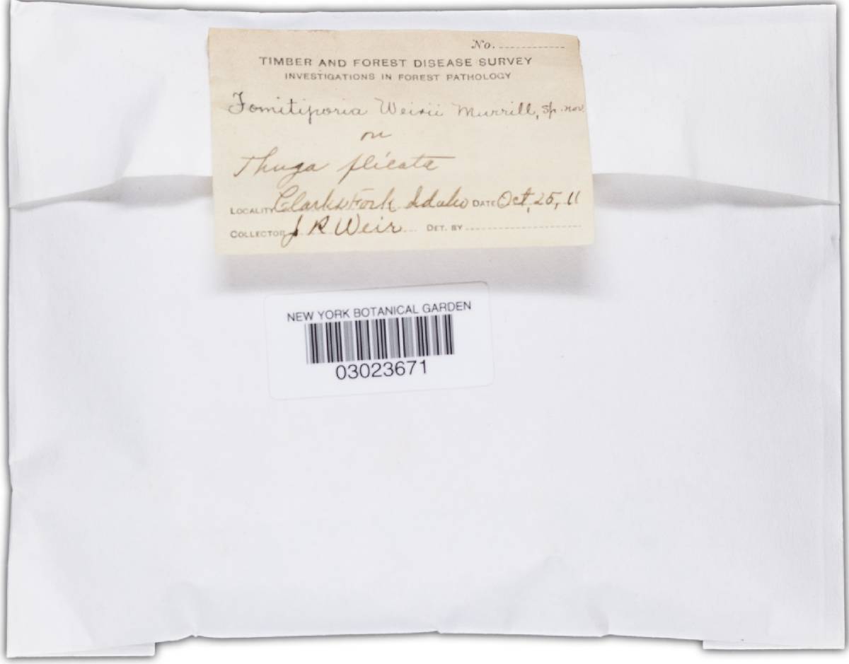 Phellinus weirii image
