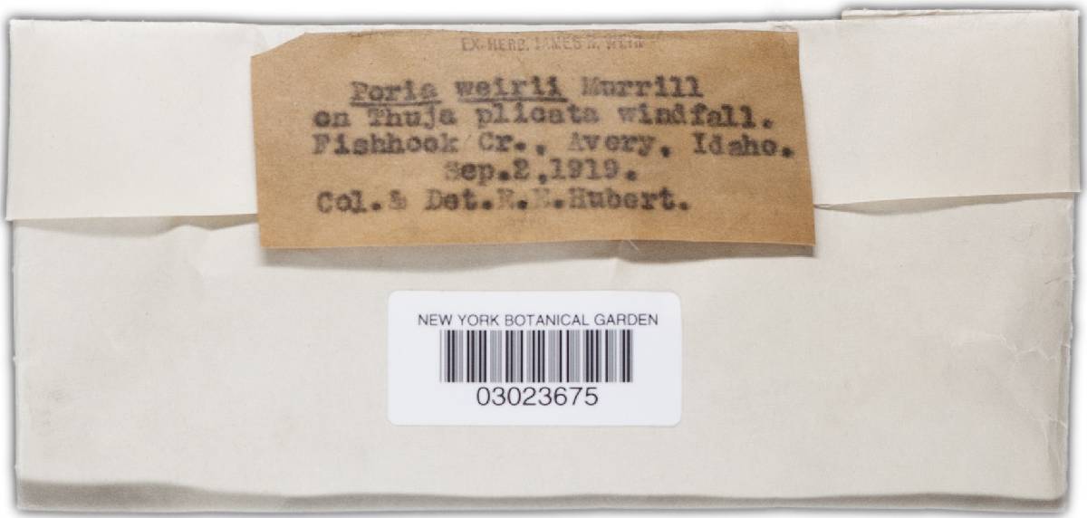Phellinus weirii image