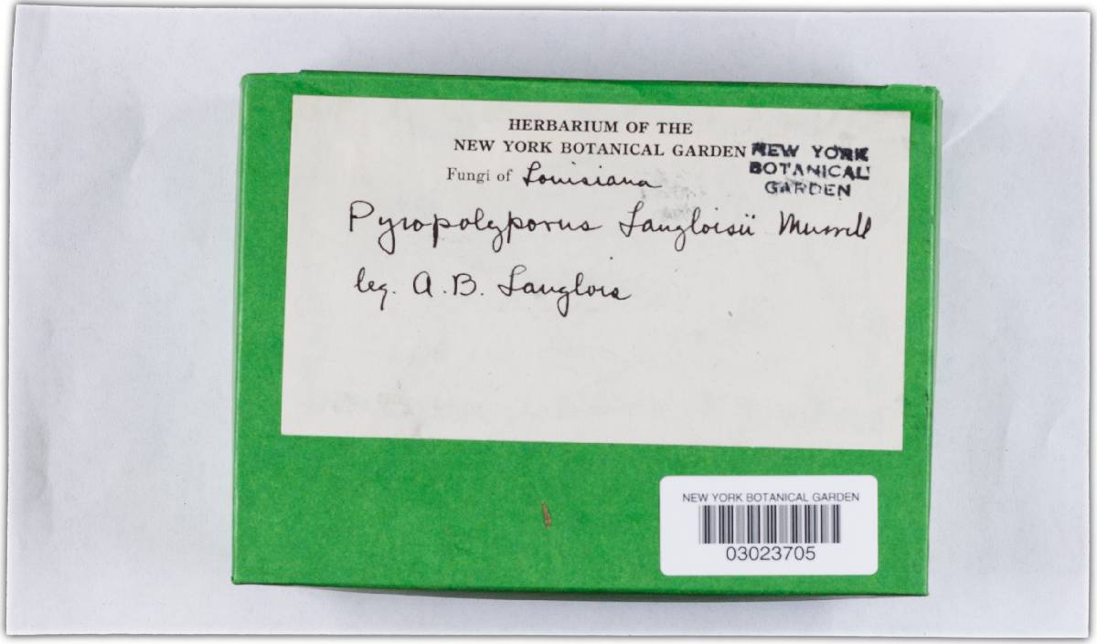Phylloporia ribis image