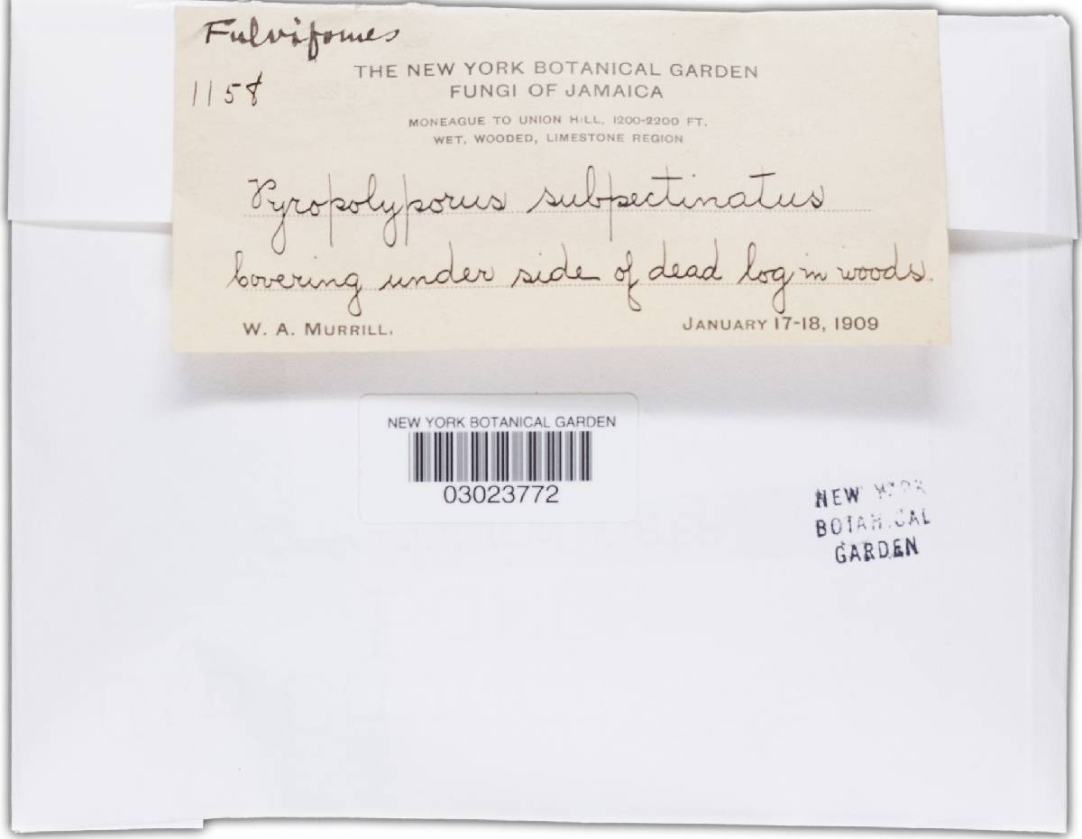 Phylloporia pectinata image