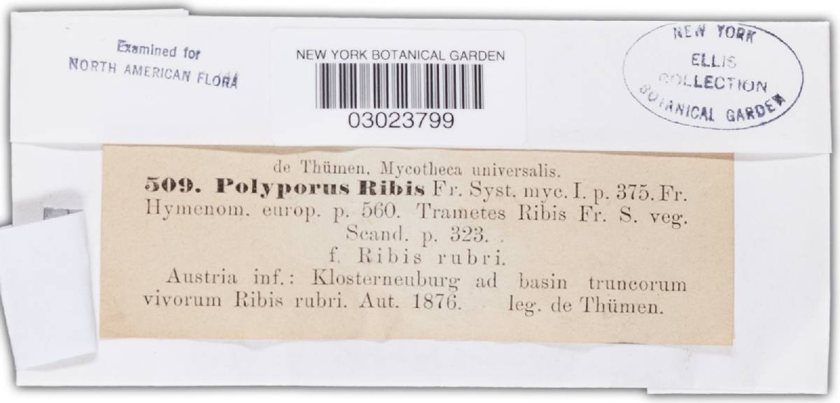 Phylloporia ribis image