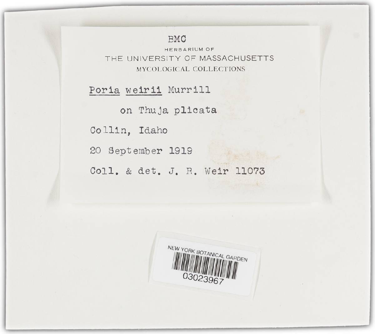 Phellinus weirii image