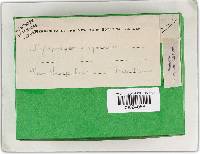 Phellinus igniarius image