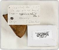 Phellinus igniarius image