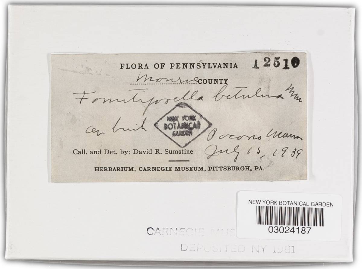Phellinus laevigatus image