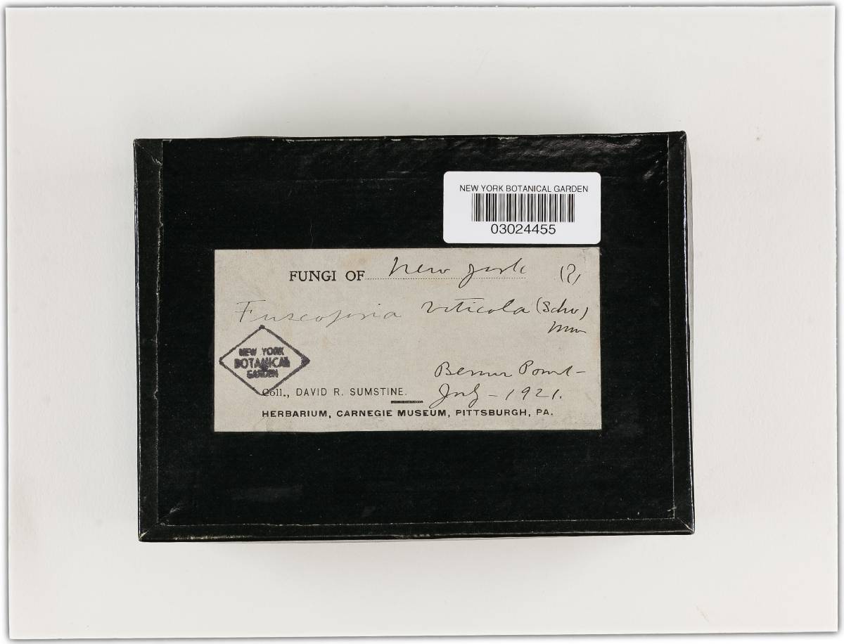 Phellinus viticola image