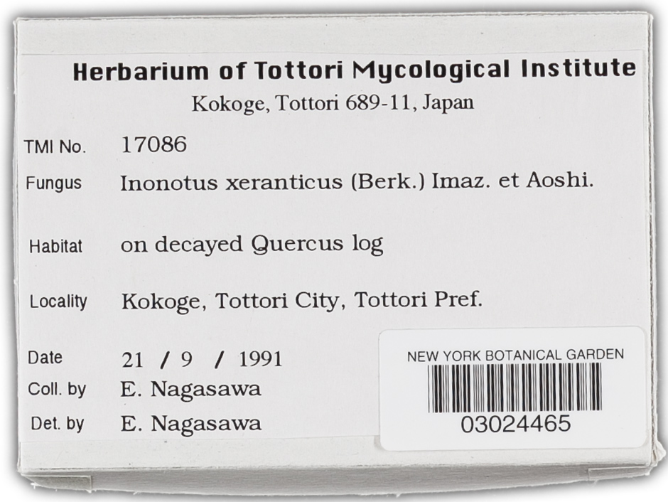 Phellinus xeranticus image