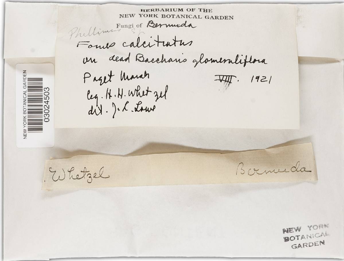 Phellinus calcitratus image