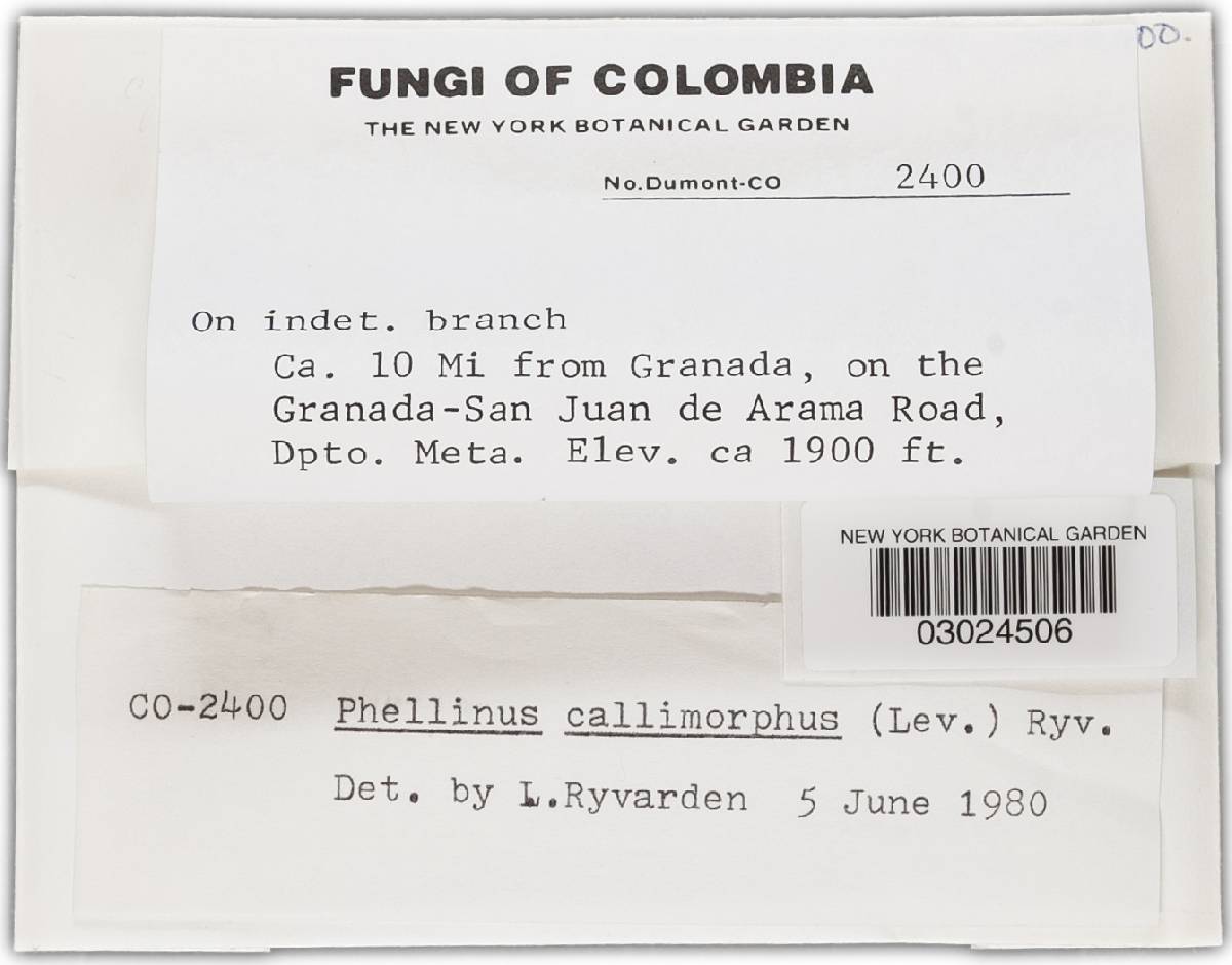 Fuscoporia callimorpha image