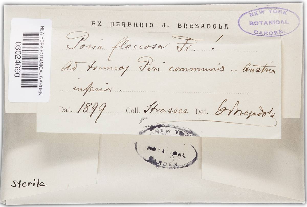 Fuscoporia contigua image