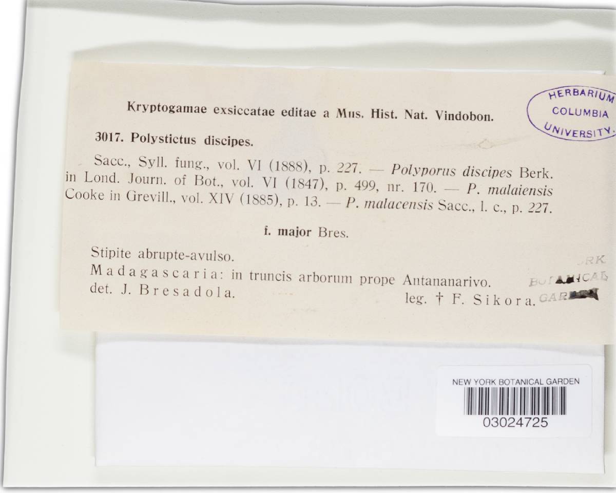 Fuscoporia discipes image