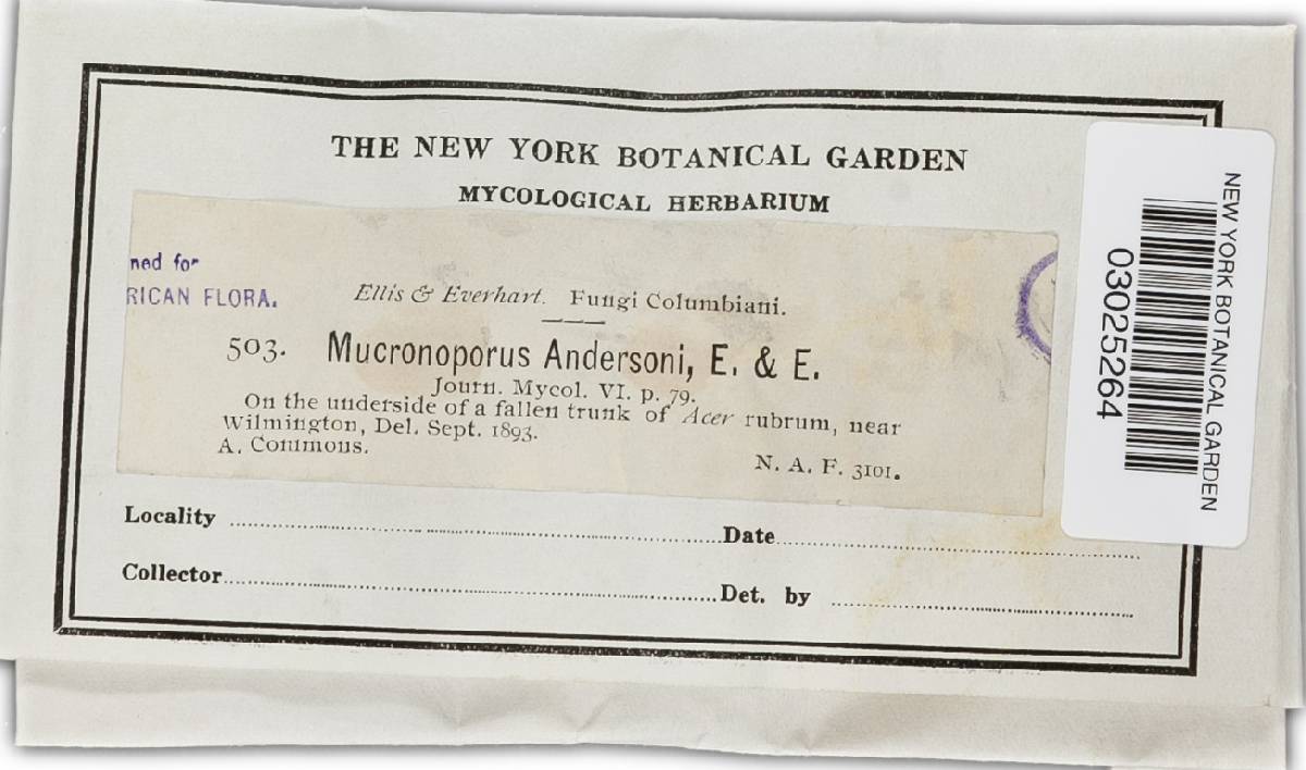 Inonotus andersonii image