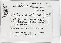 Inonotus luteoumbrinus image