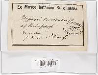 Onnia tomentosa image