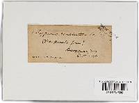 Phellinus conchatus image