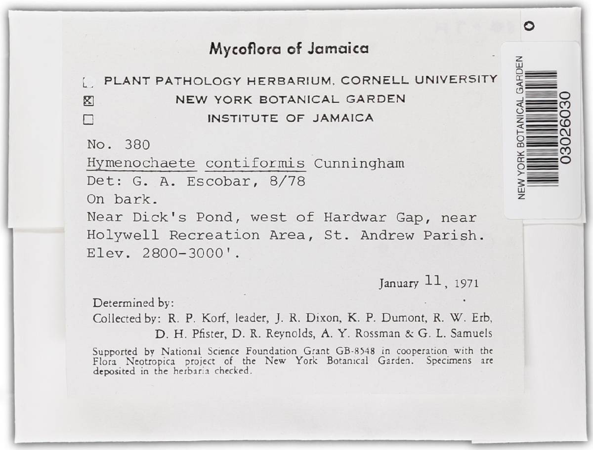 Hymenochaete contiformis image