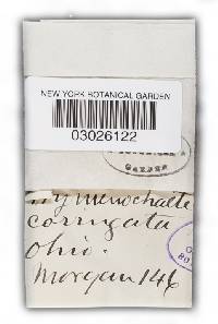 Hymenochaete corrugata image