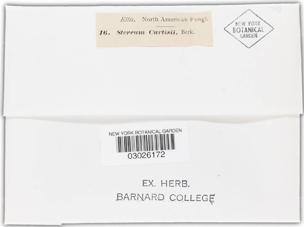 Hymenochaete curtisii image