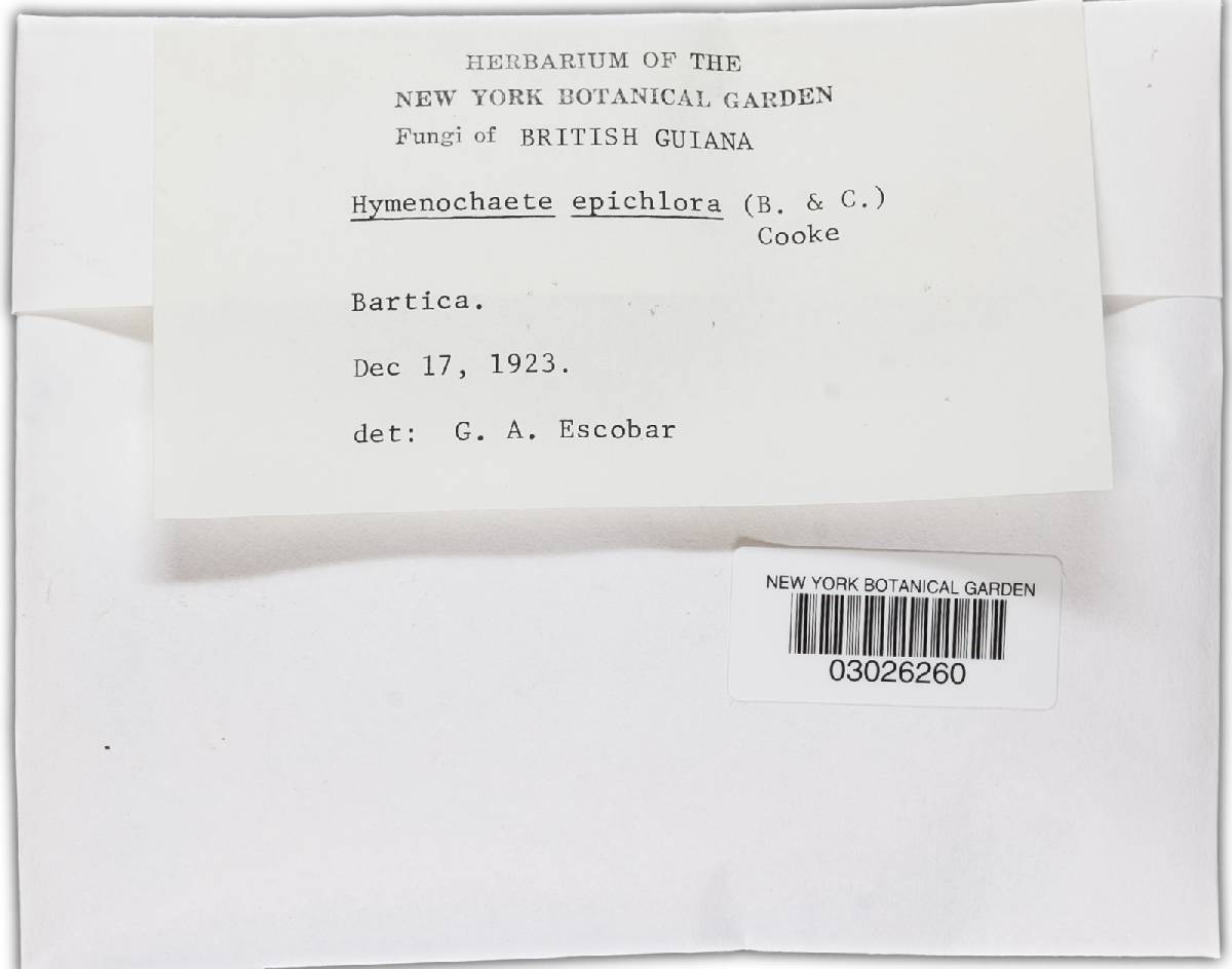 Hymenochaete epichlora image