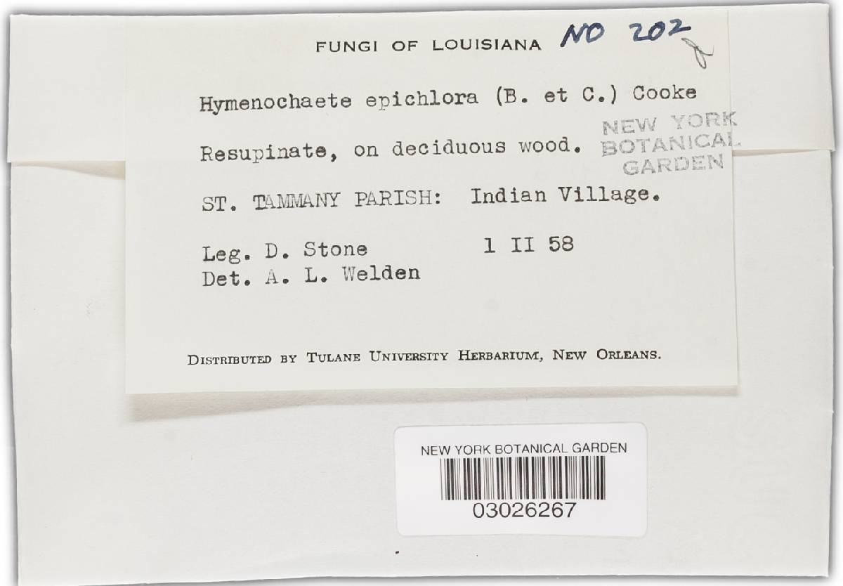Hymenochaete epichlora image