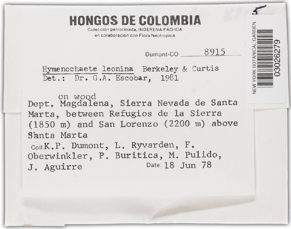 Hymenochaete leonina image