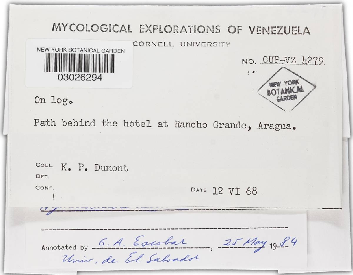 Hymenochaete leonina image
