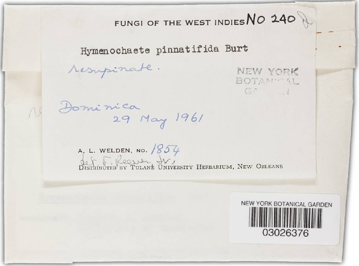 Hymenochaete pinnatifida image