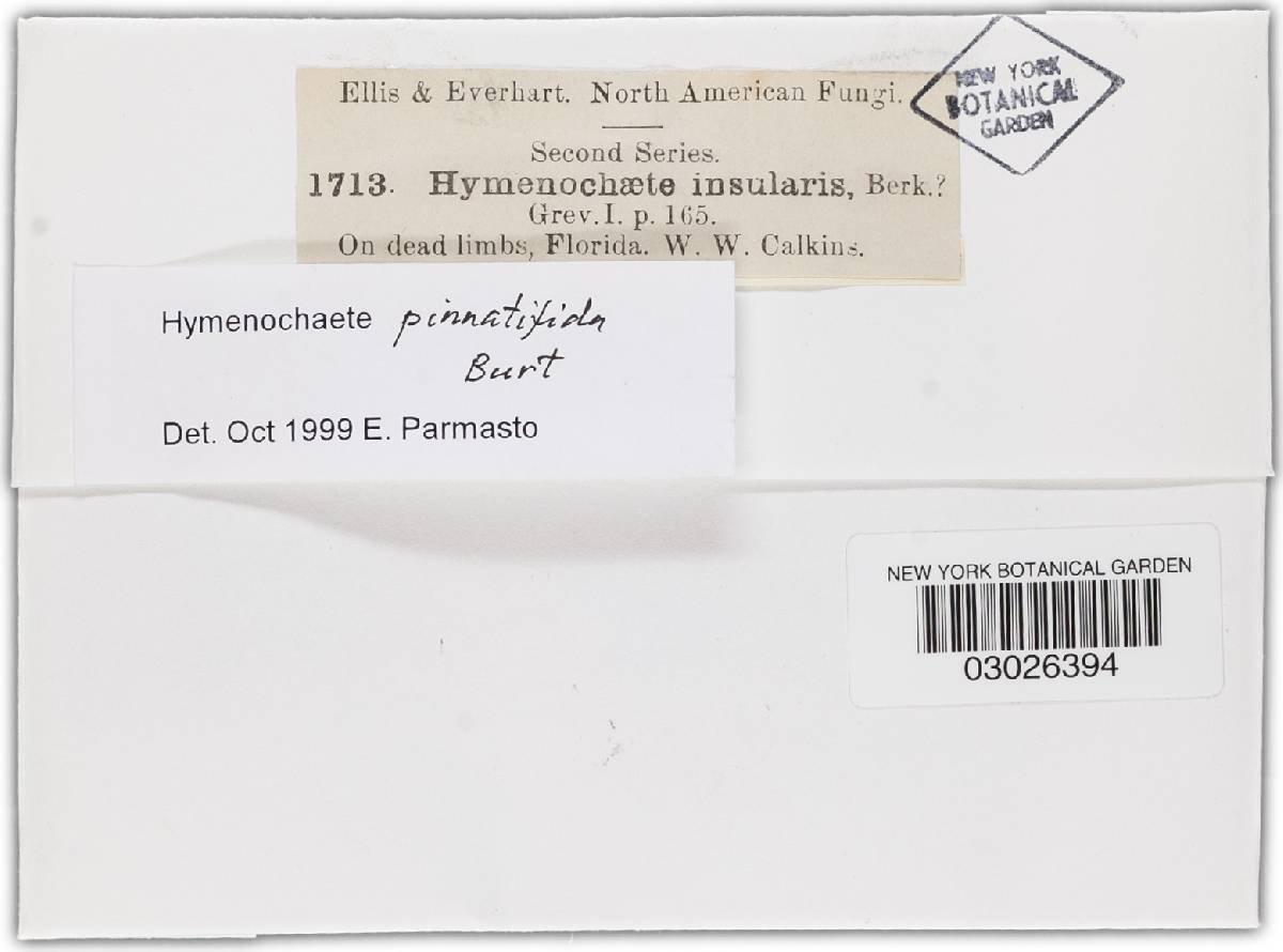 Hymenochaete pinnatifida image