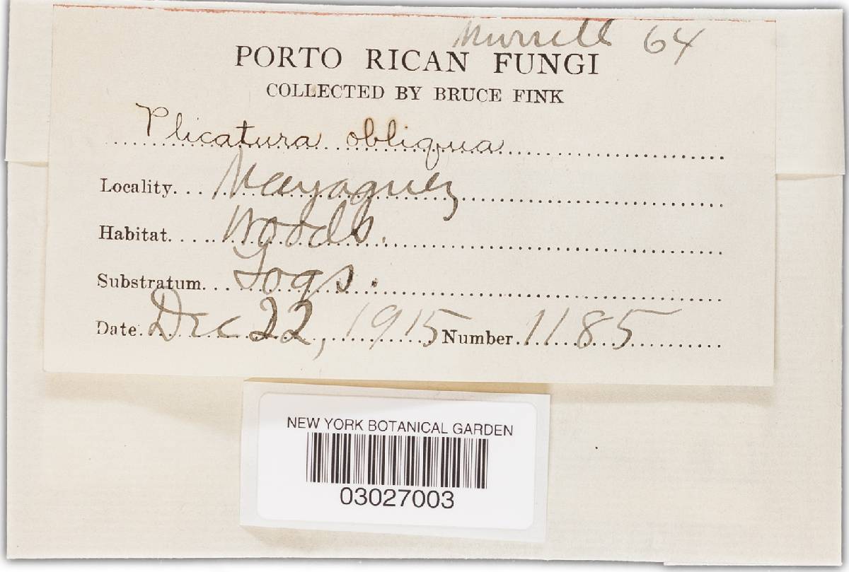 Plicatura obliqua image
