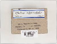 Pluteus admirabilis image