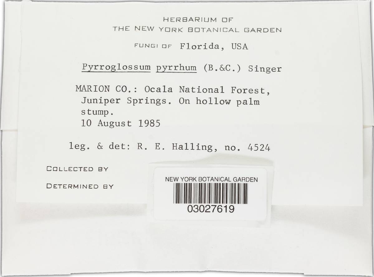 Pyrrhoglossum pyrrhum image