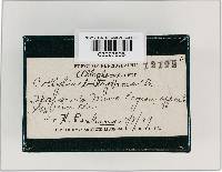 Rhodocollybia butyracea image
