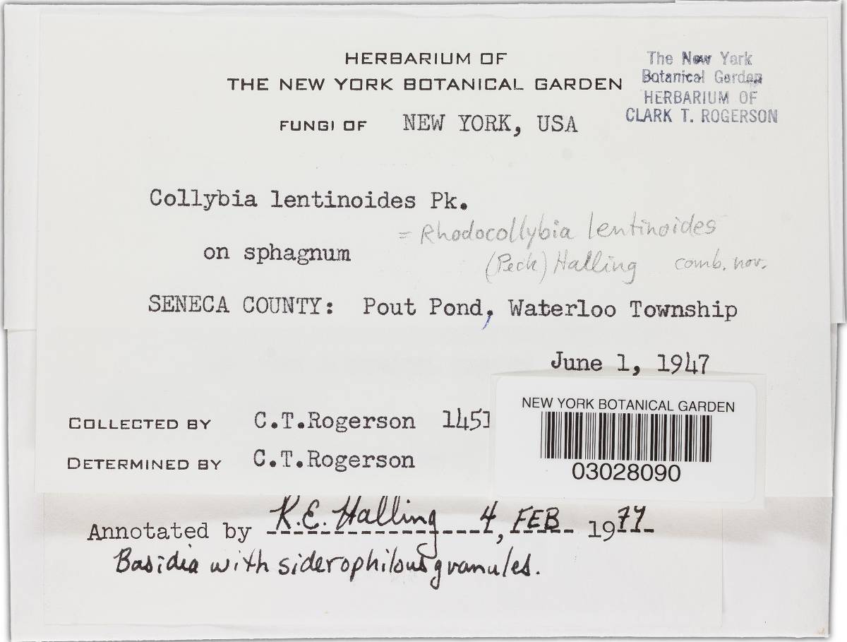 Rhodocollybia lentinoides image